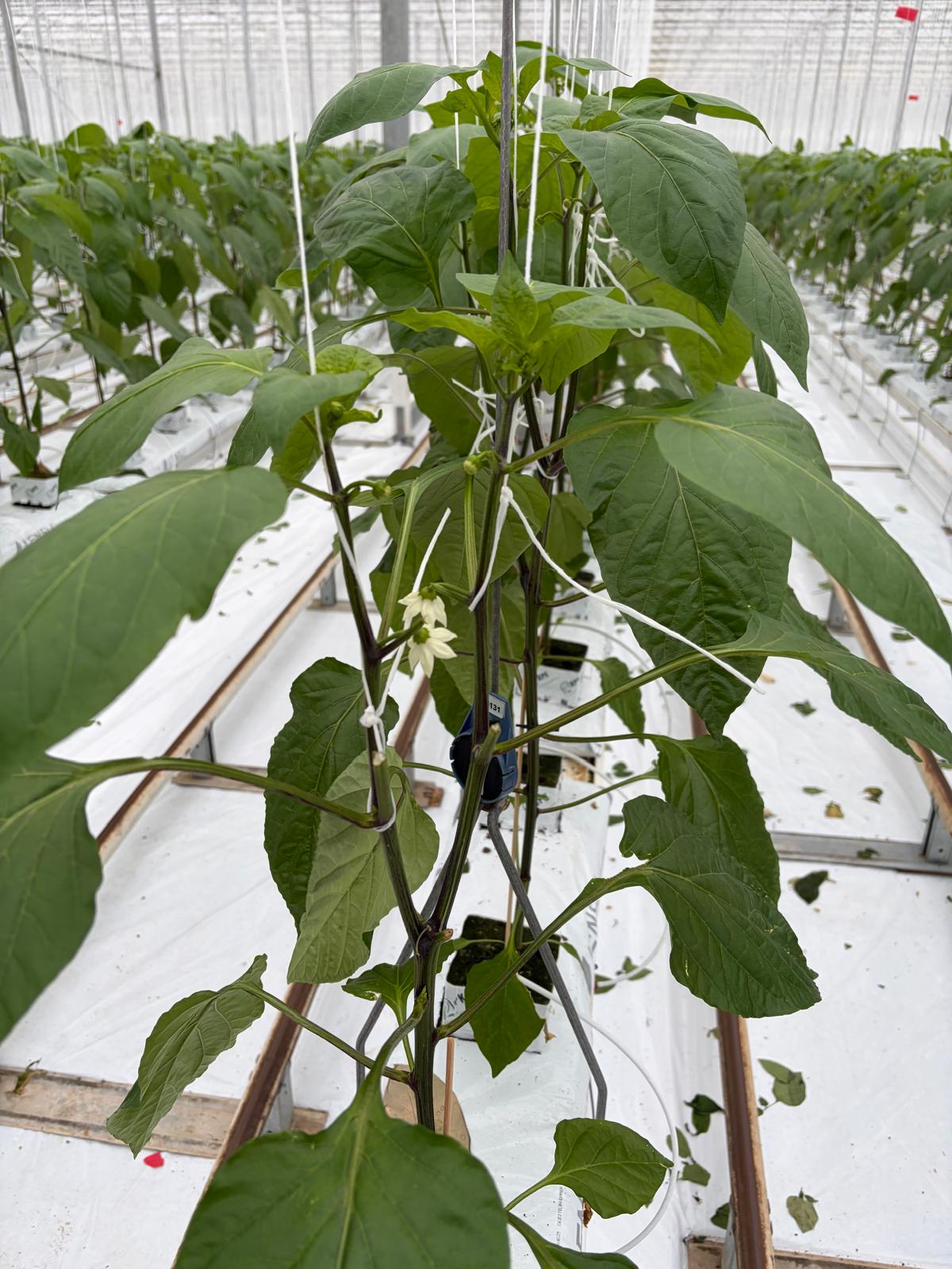 Duurzame paprikateelt